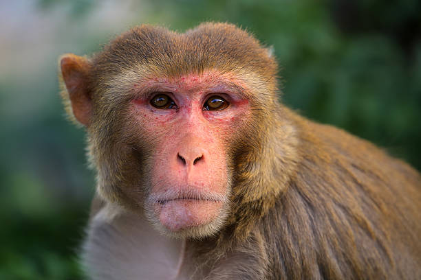 Primate CRO Alpha Genesis Continues Expansion Efforts With $3M Commitment Primate CRO Alpha Genesis Continues Expansion Efforts With $3M Commitment