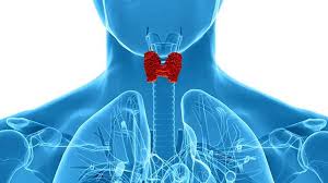 Why do you need to undergo a thyroid test? Why do you need to undergo a thyroid test?