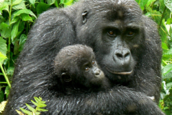How Recycling phones can Save Gorillas