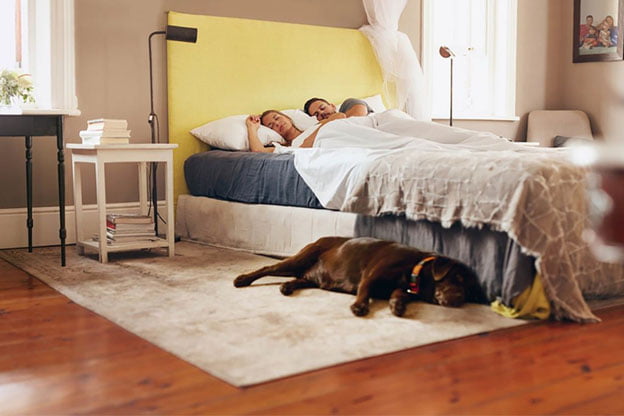 6 Tips For Sound Sleeping With A Dog In Your Bedroom 6 Tips For Sound Sleeping With A Dog In Your Bedroom