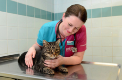 The 5 Essential Skills To Be A Wildlife Veterinary Assistant