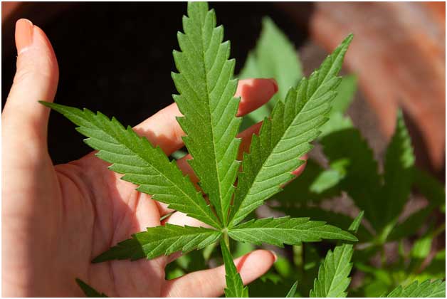 Unusual Perks Of Using CBD Pre Rolls Unusual Perks Of Using CBD Pre Rolls
