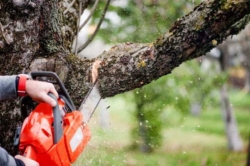 Removing a Fallen Tree from Your Garden: A Guide