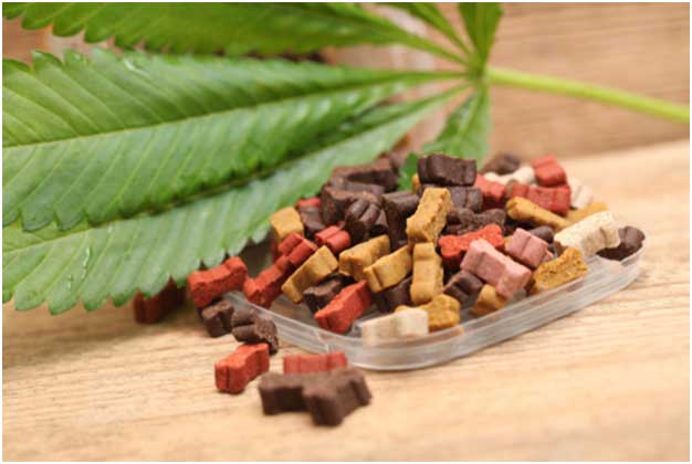 What Are CBD Dog Treats Actually Good For? What Are CBD Dog Treats Actually Good For?