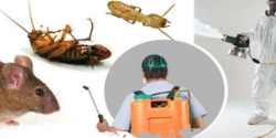 8 Qualities to Look for in a Good Pest Control Company