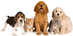 Pet Friendly Drug Rehabs - What Are They?