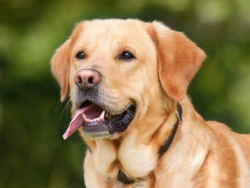 What Are the Reasons For Your Dog’s Tongue Sticking Out?