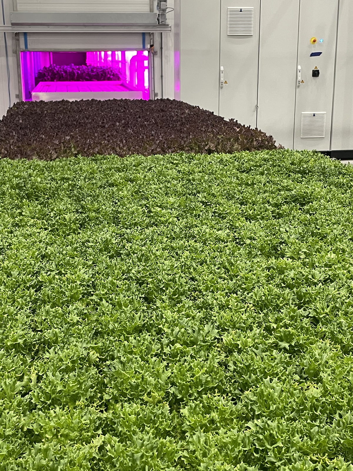 Kroger Expands Partnership With 80 Acres Farms to 316 Stores Kroger Expands Partnership With 80 Acres Farms to 316 Stores