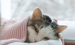 What to Do When Your Cat is Sick