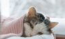 What to Do When Your Cat is Sick