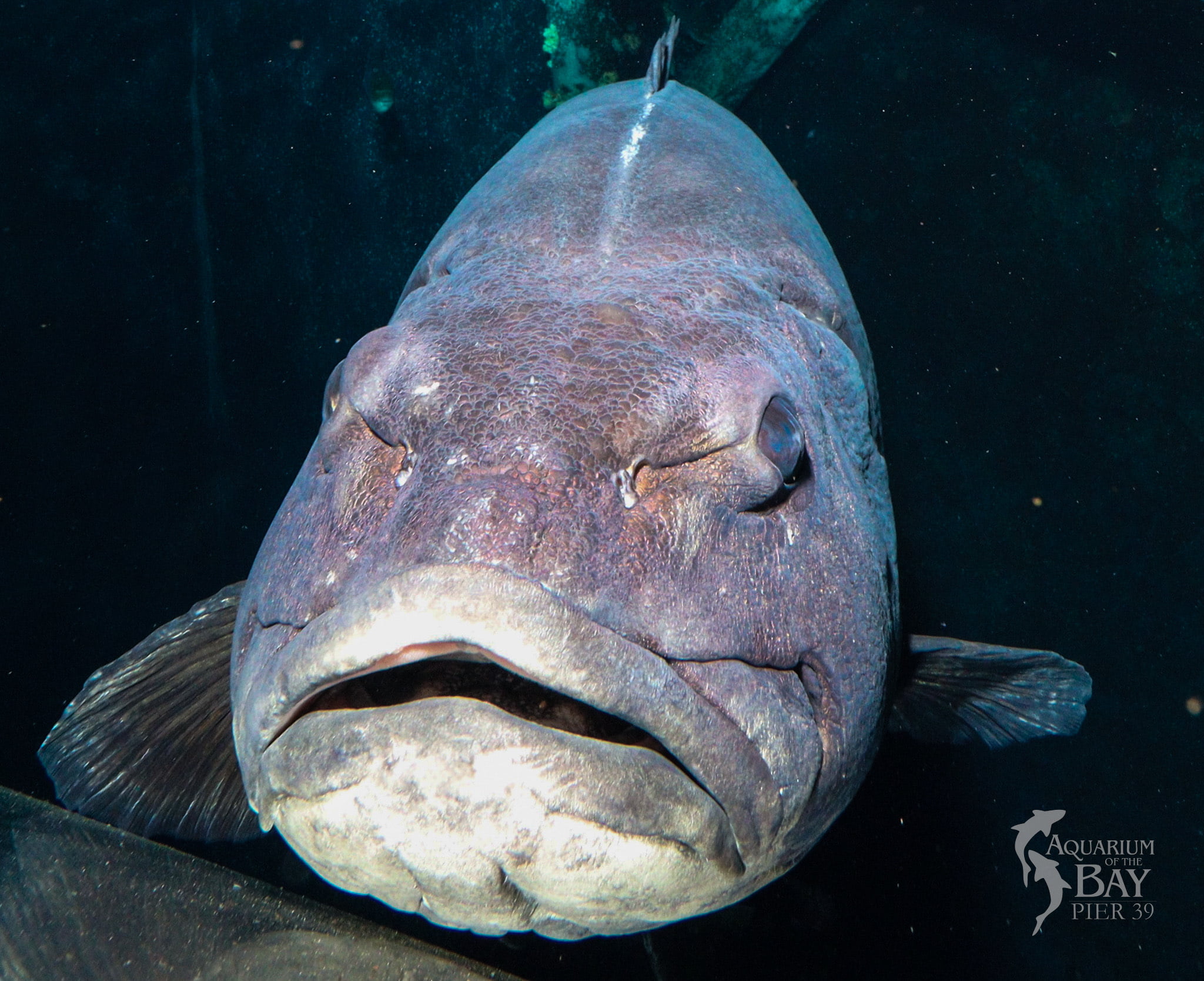 Name the Giant Sea Bass From San Francisco Aquarium of the Bay (NFT) Name the Giant Sea Bass From San Francisco Aquarium of the Bay (NFT)