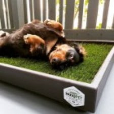 Patio Pet Life Provides an All-Natural Potty Solution for Pets That Don't Have a Backyard