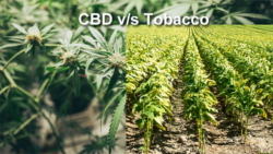 CBD vs. Nicotine: Where Do They Come From and What Do They Do?