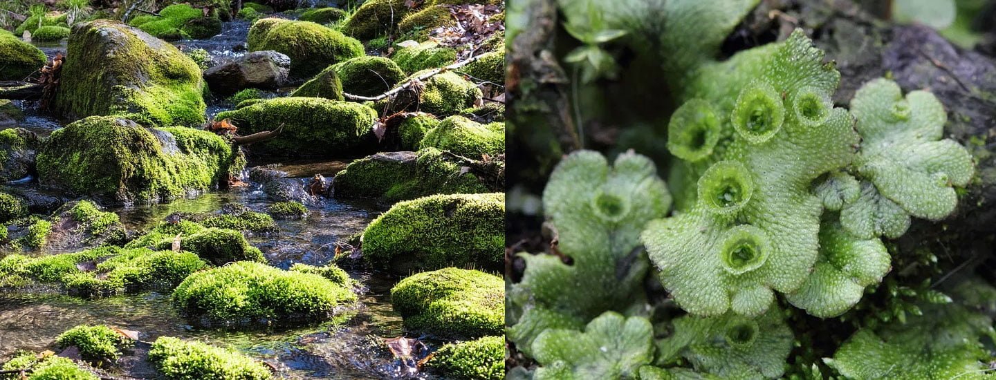 12 Top Differences between Mosses and Liverworts with Similarities