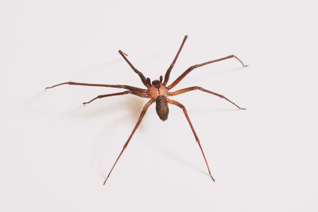 The Most Likely Reason You Keep Seeing House Spiders