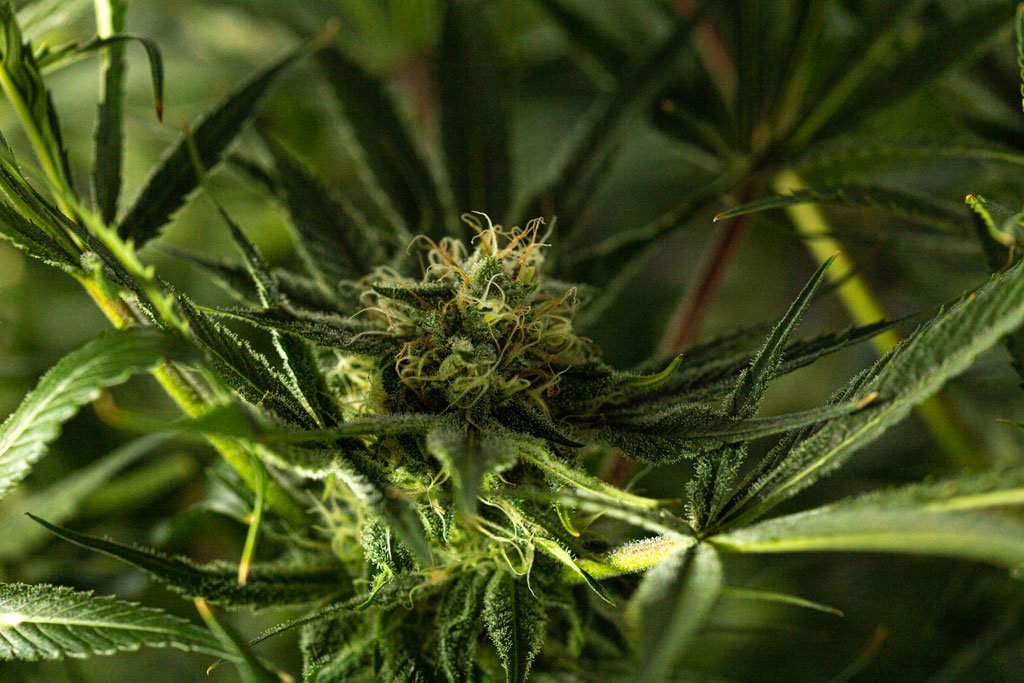 5 Things To Remember When Partaking In Marijuana