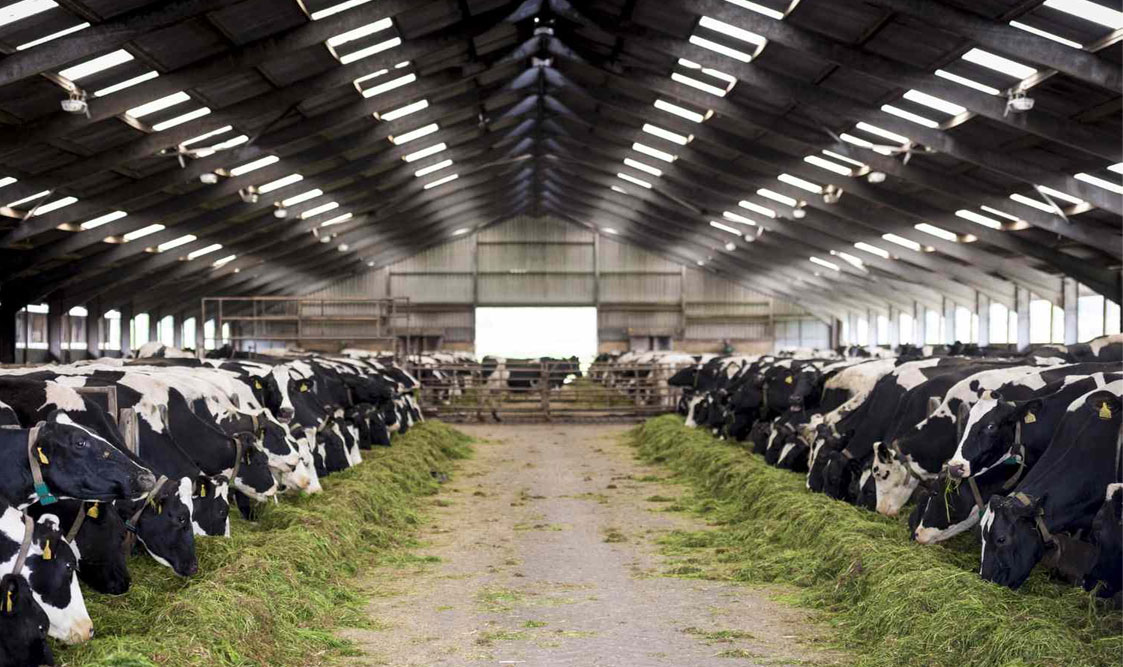 The Importance of Maintaining Sanitary Conditions in the Dairy Industry
