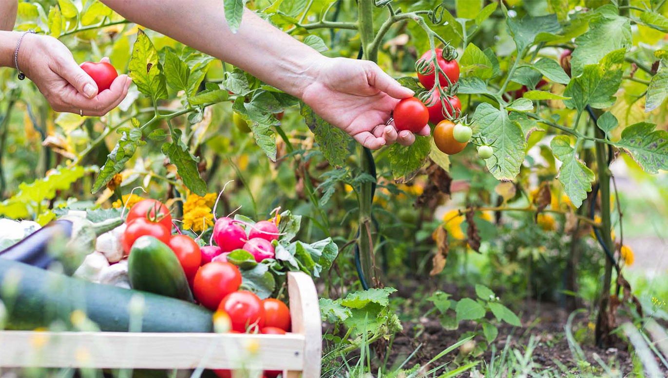5 Benefits Of Growing Your Own Fruit And Vegetables