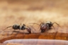 Ant Invasion 101 – Understanding Different Ant Species and How to Combat Them