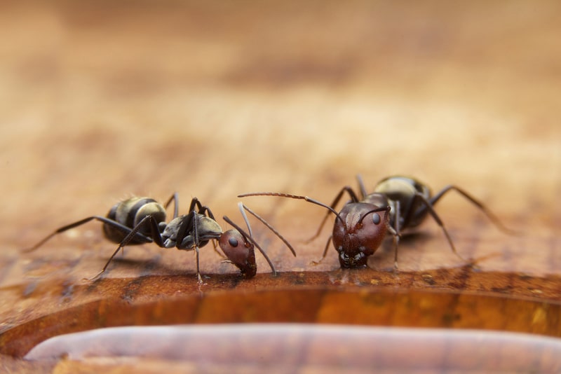 types-of-ants