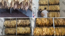 How an Airtek Dehydrator Transforms Traditional Tobacco Curing Barns